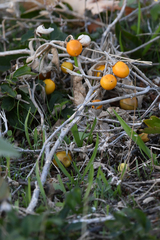Solanum elaeagnifolium