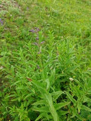 Nepeta sibirica