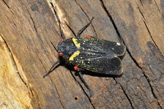 Acraephia