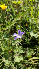 Linum nervosum