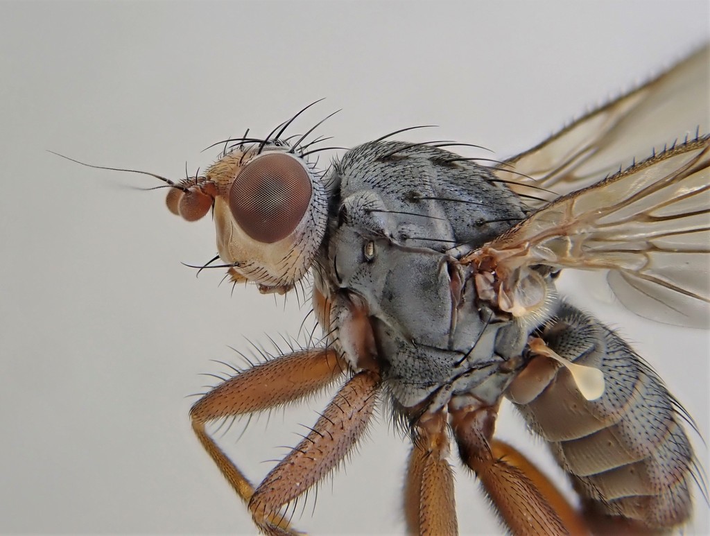 Gymnomus caesius