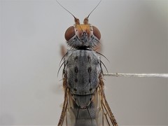 Gymnomus caesius