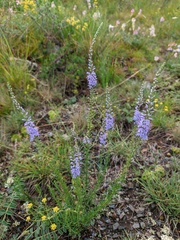 Veronica pinnata