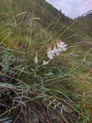 Vicia costata