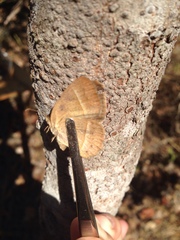 Yphthimoides patricia