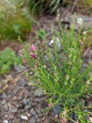 Dracocephalum peregrinum