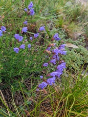 Dracocephalum peregrinum