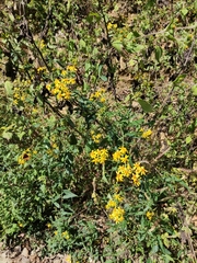 Senecio scandens