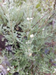 Chrysanthemum sinuatum