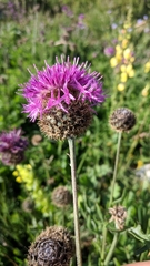 Centaurea scabiosa alpestris