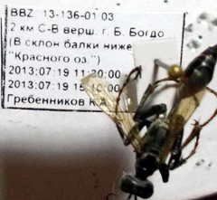 Prionyx lividocinctus