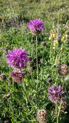 Centaurea scabiosa alpestris