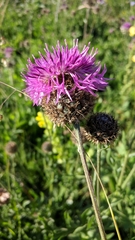 Centaurea scabiosa alpestris