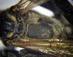 Prionyx lividocinctus