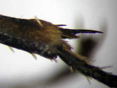 Prionyx lividocinctus