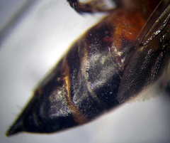 Prionyx lividocinctus