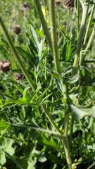 Centaurea scabiosa alpestris