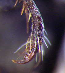 Prionyx lividocinctus