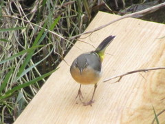 Motacilla cinerea