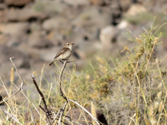 Saxicola dacotiae