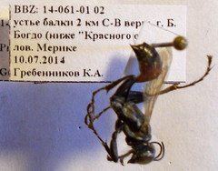 Prionyx lividocinctus