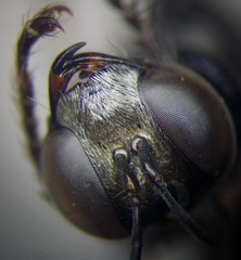 Prionyx lividocinctus