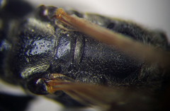 Prionyx lividocinctus