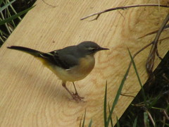 Motacilla cinerea