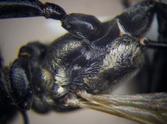 Prionyx lividocinctus