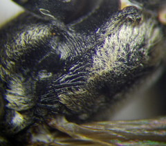 Prionyx lividocinctus