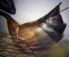 Prionyx lividocinctus