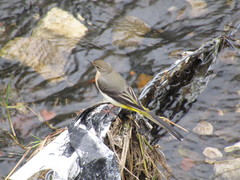 Motacilla cinerea