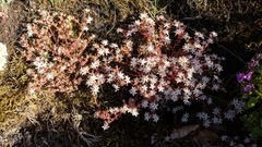 Anthyllis vulneraria boissieri