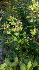 Euphorbia tauricola