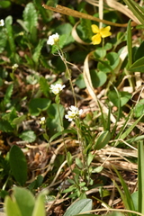 Draba subamplexicaulis