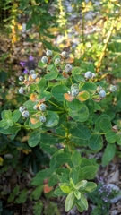 Euphorbia tauricola