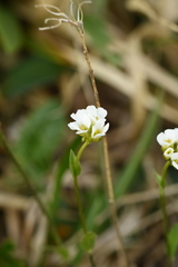 Draba subamplexicaulis
