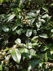Jasminum lanceolarium