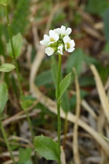 Draba subamplexicaulis