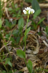 Draba subamplexicaulis