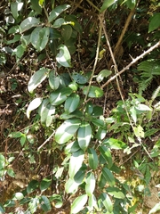 Jasminum lanceolarium