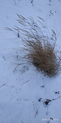 Calamagrostis purpurea