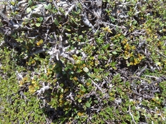 Rhamnus myrtifolia