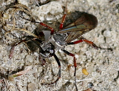 Episyron rufipes