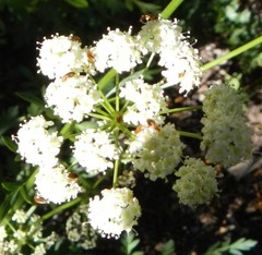Ligusticum grayi