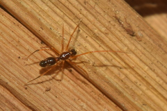 Coleosoma