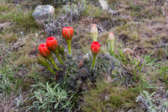 Echinopsis calorubra