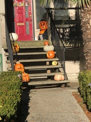 Cucurbita maxima maxima