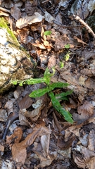 Cynoglossum germanicum