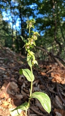 Epipactis persica